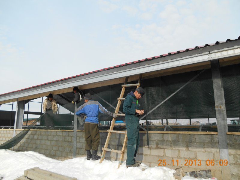 Kazachstan, DFP 750 cows