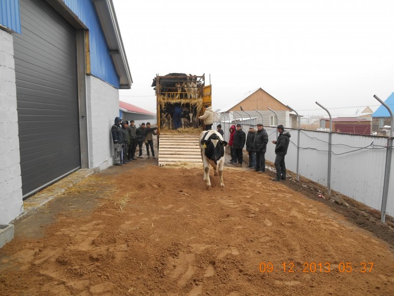 Kazachstan, DFP 750 cows
