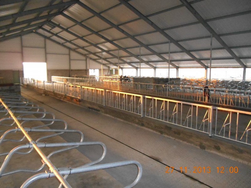 Kazachstan, DFP 750 cows