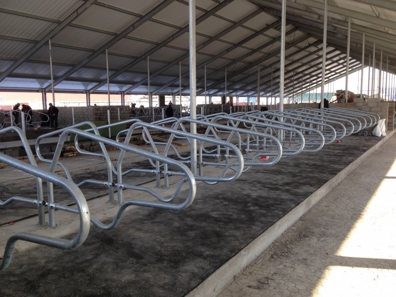 Kazachstan, DFP 750 cows