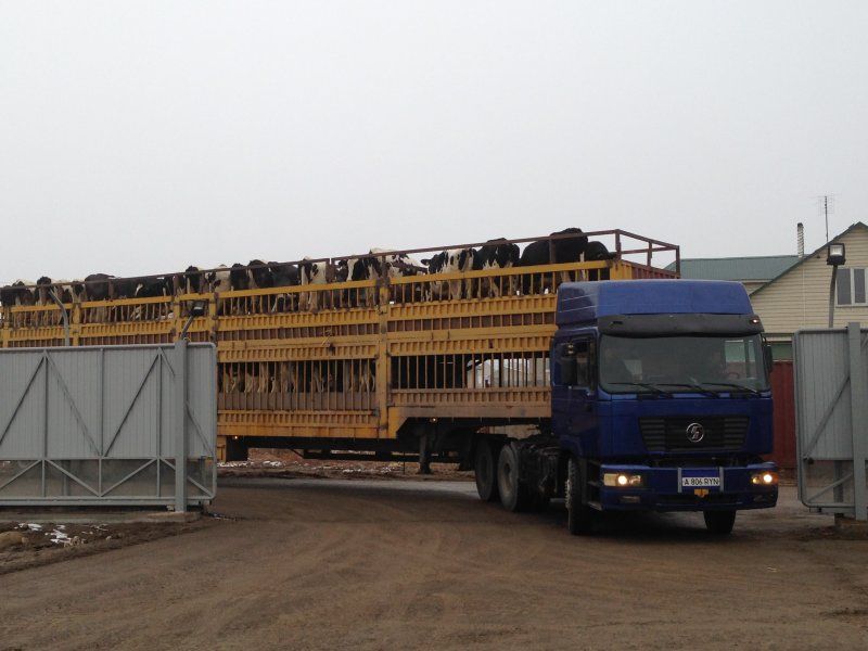 Kazachstan, DFP 750 cows