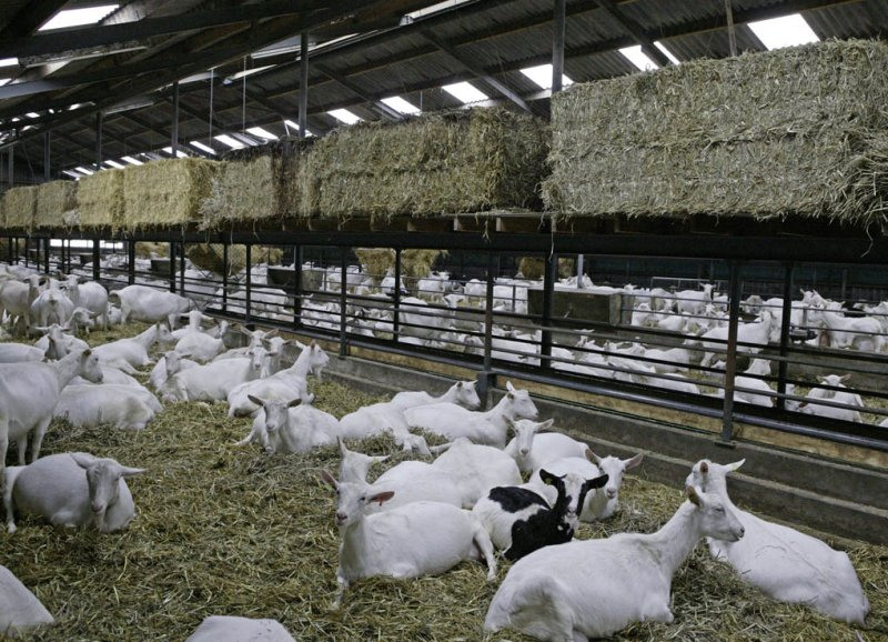 Dairy goats