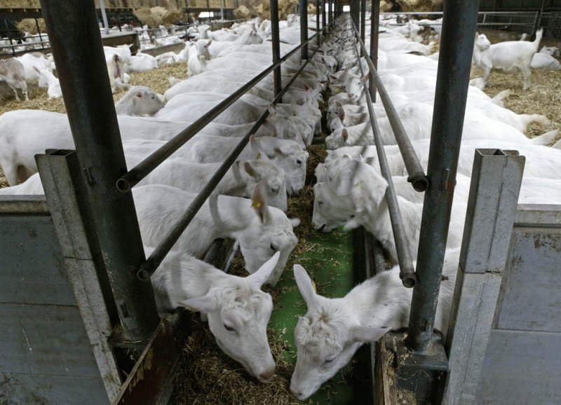 Dairy goats