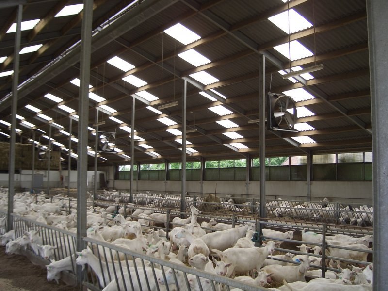 Dairy goats