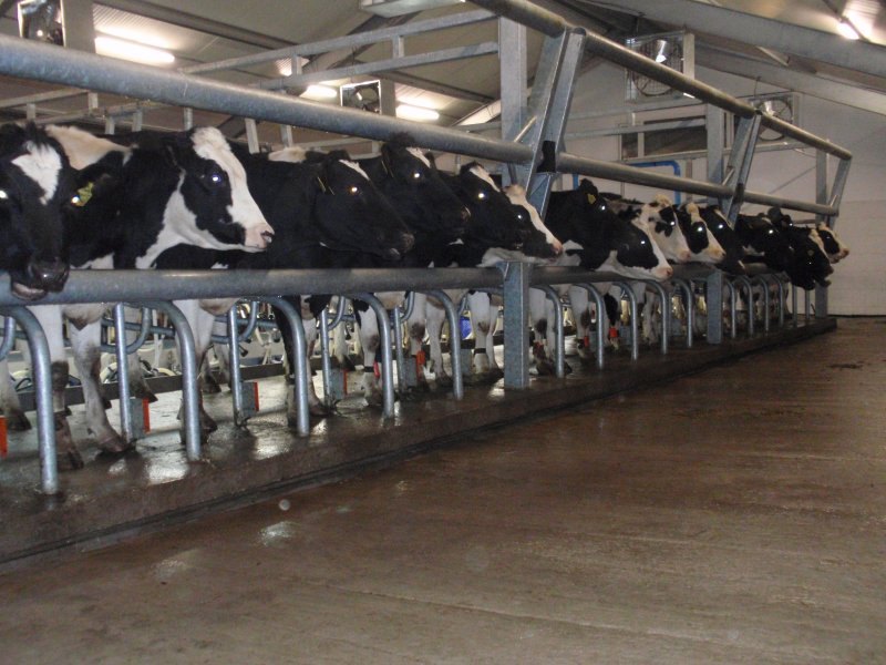 Milking parlours