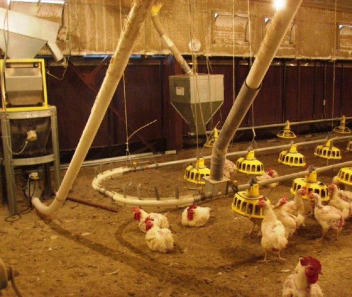 Poultry projects