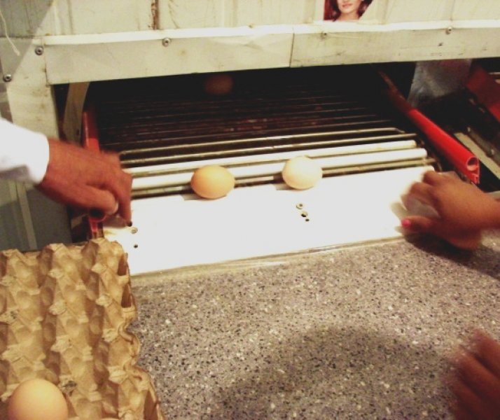 Poultry projects