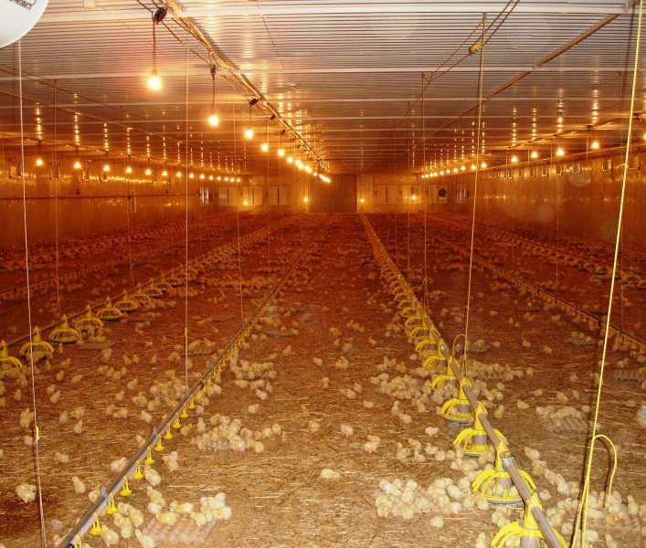 Poultry projects