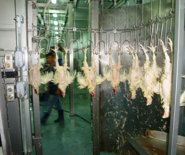 Poultry projects