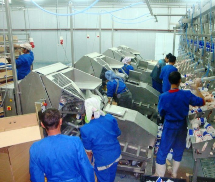Poultry projects