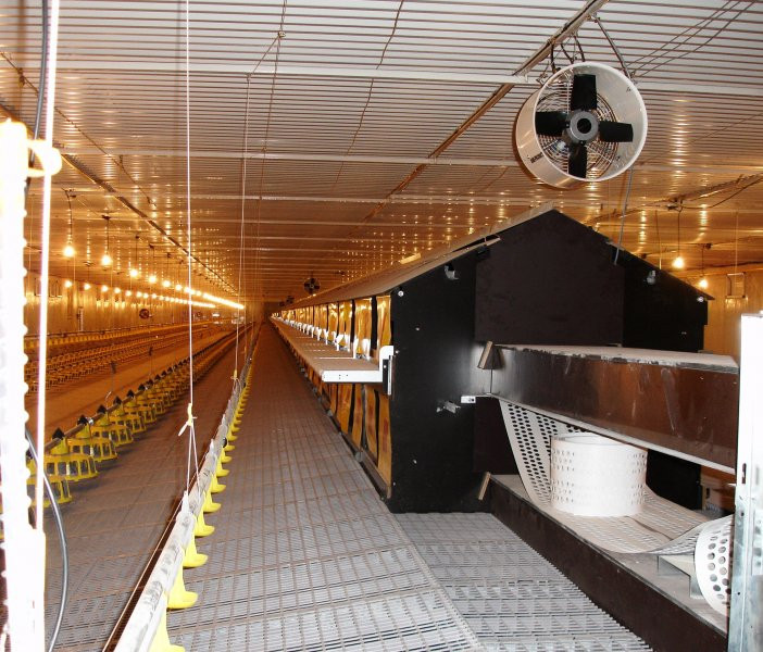 Poultry projects
