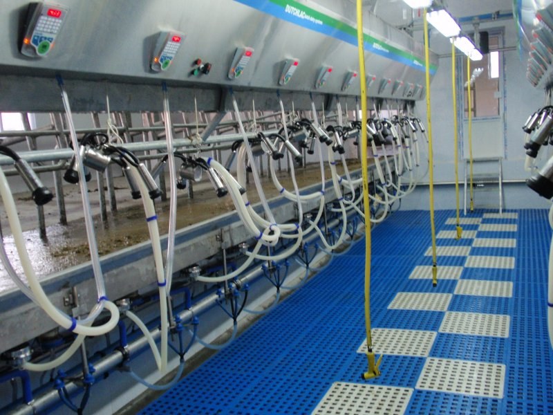 Side by side milking parlour