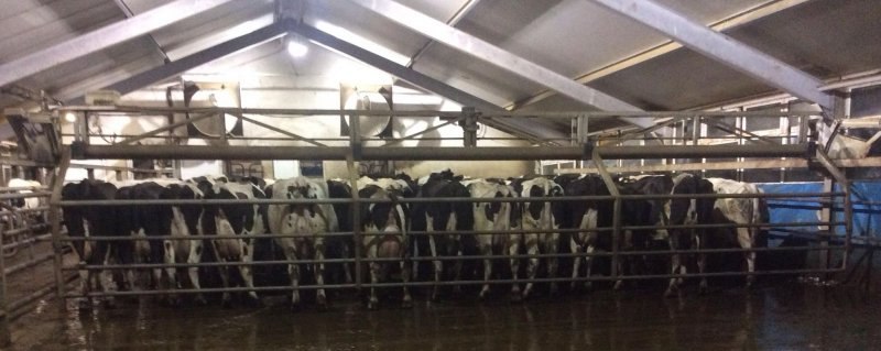 Side by side milking parlour
