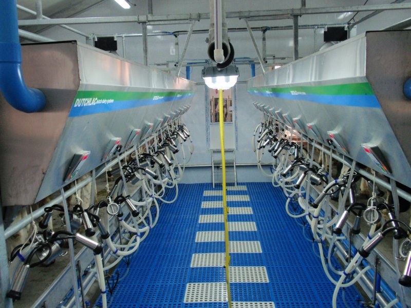 Side by side milking parlour