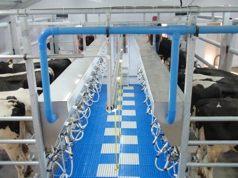 Side by side milking parlour