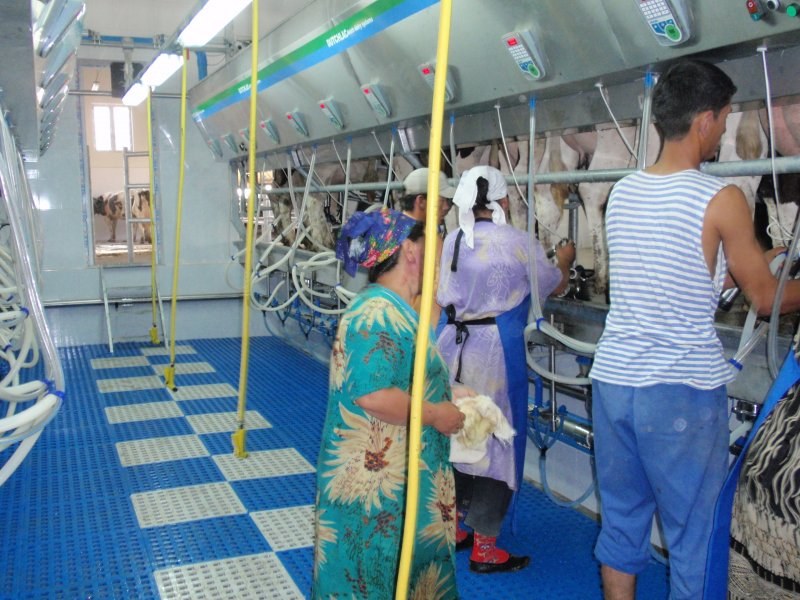 Side by side milking parlour