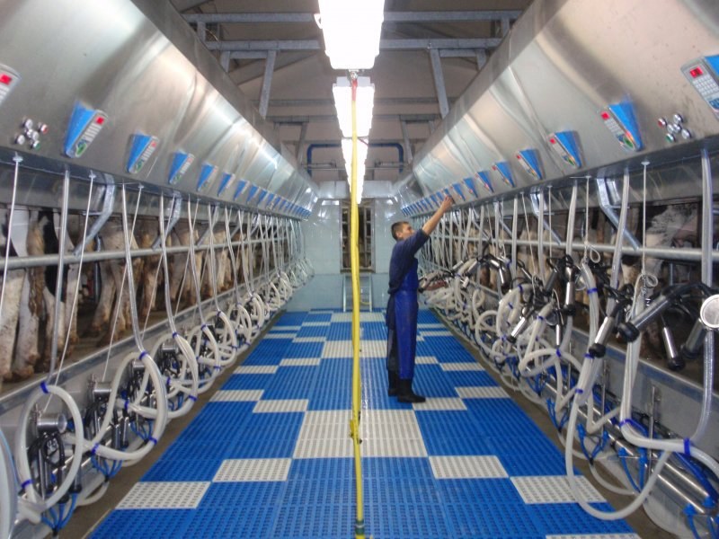 Side by side milking parlour