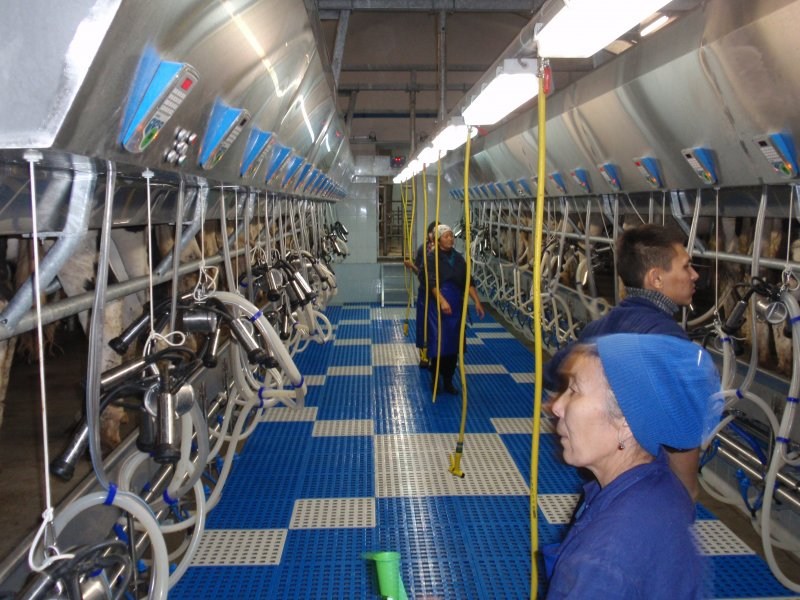 Side by side milking parlour