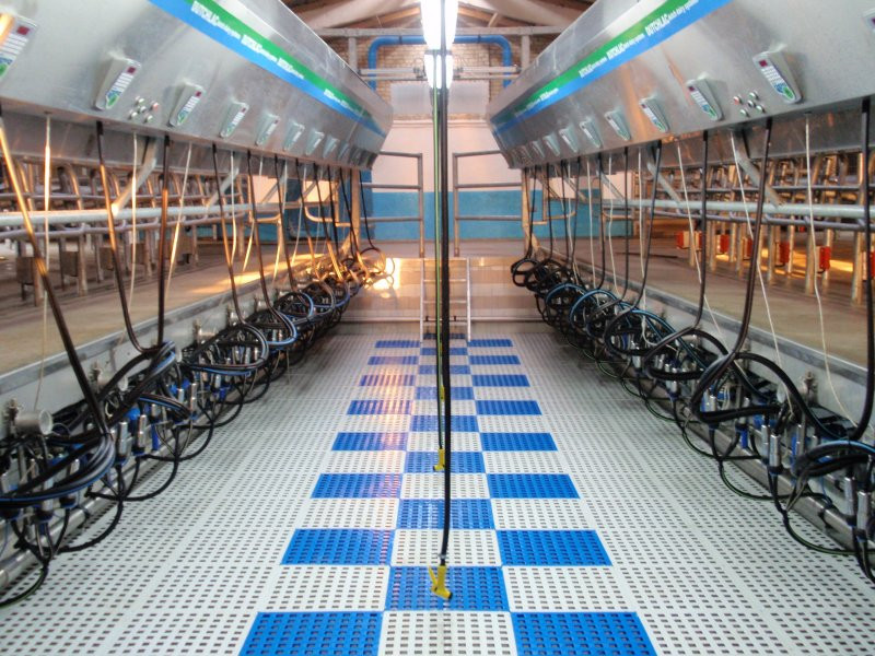 Side by side milking parlour