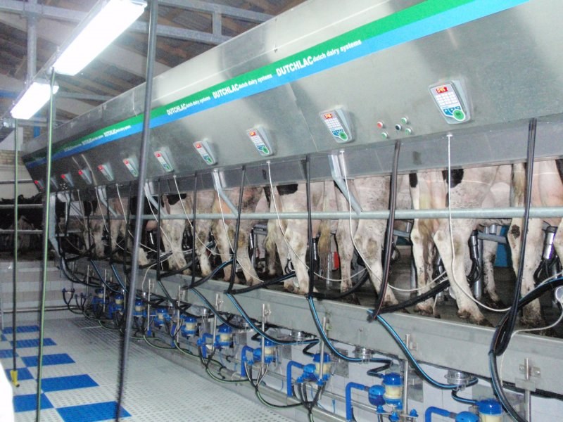 Side by side milking parlour