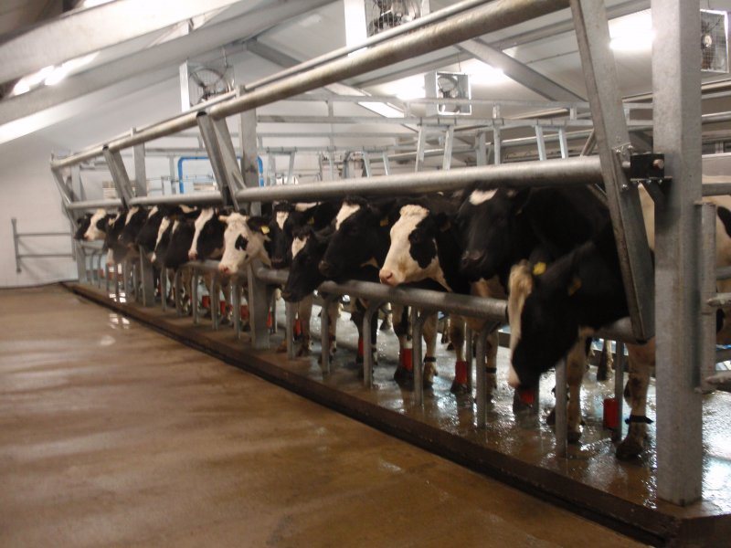 Side by side milking parlour