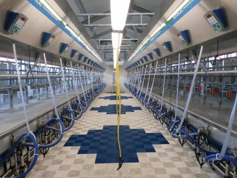 Side by side milking parlour