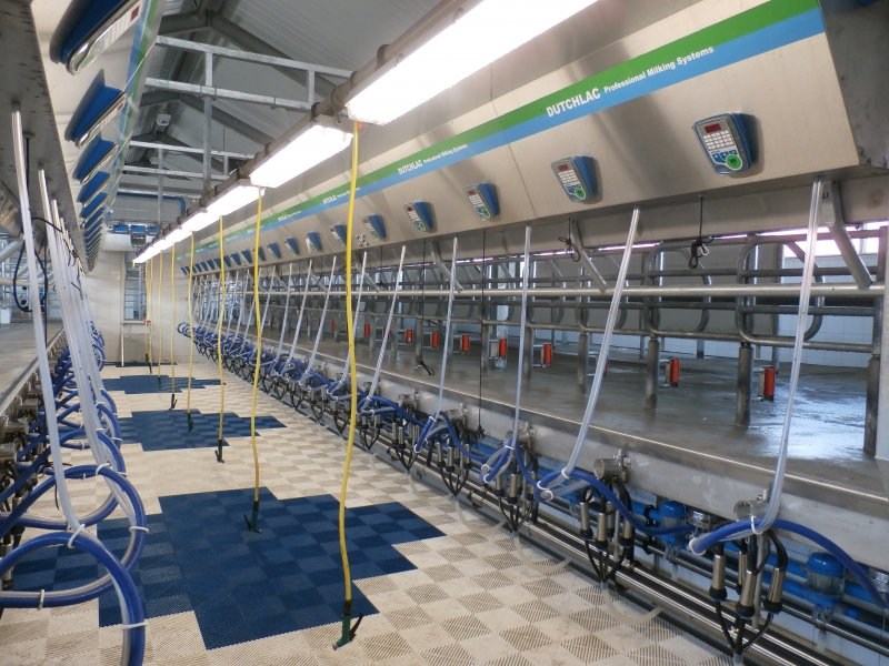 Side by side milking parlour