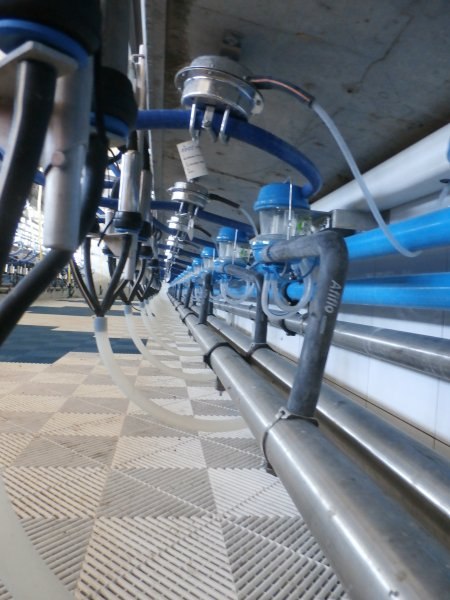 Side by side milking parlour