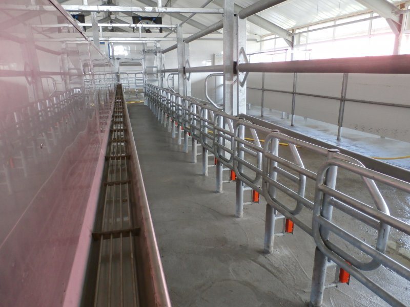 Side by side milking parlour