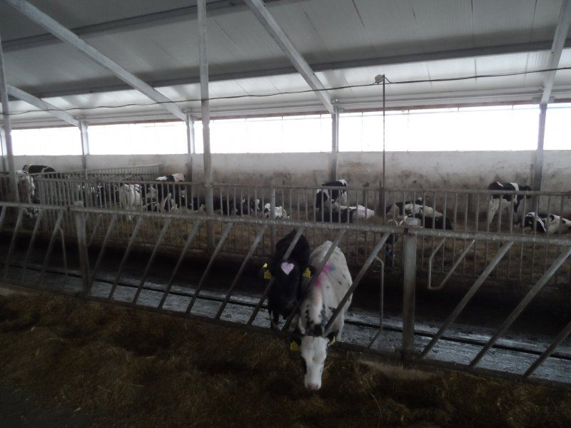 Stable equipment