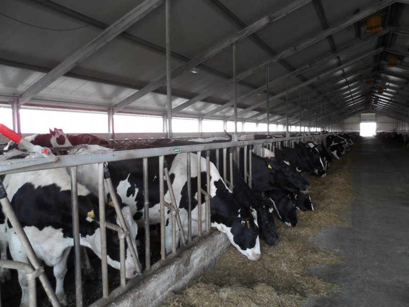 Stable equipment