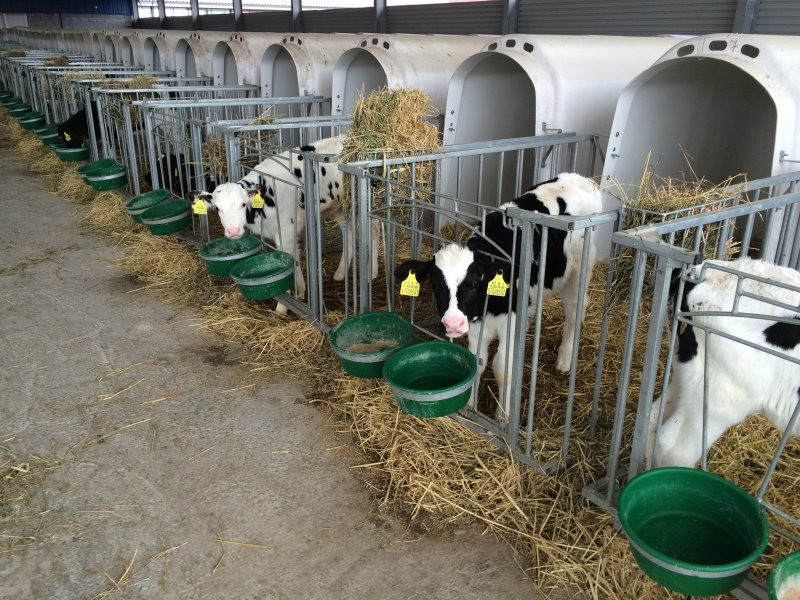 Stable equipment