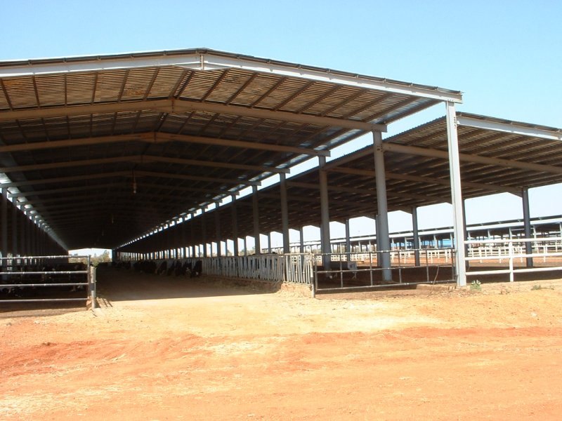 Sudan, DFP 1200 cows