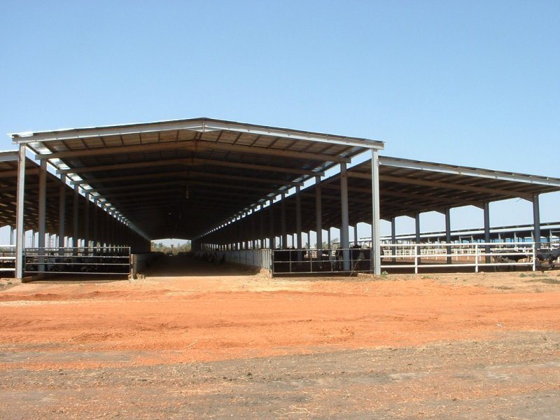 Sudan, DFP 1200 cows