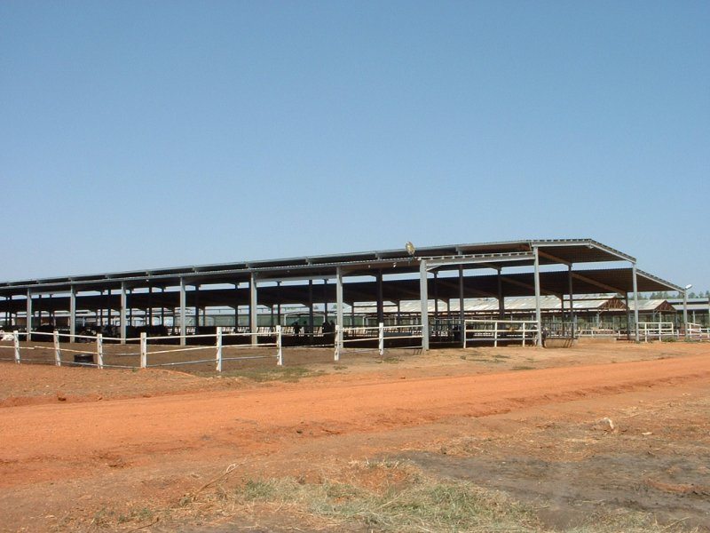 Sudan, DFP 1200 cows