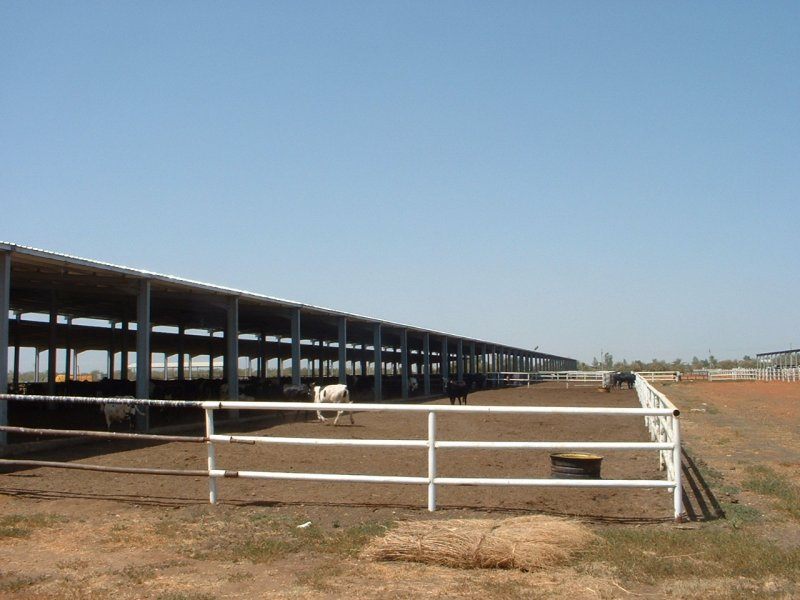 Sudan, DFP 1200 cows