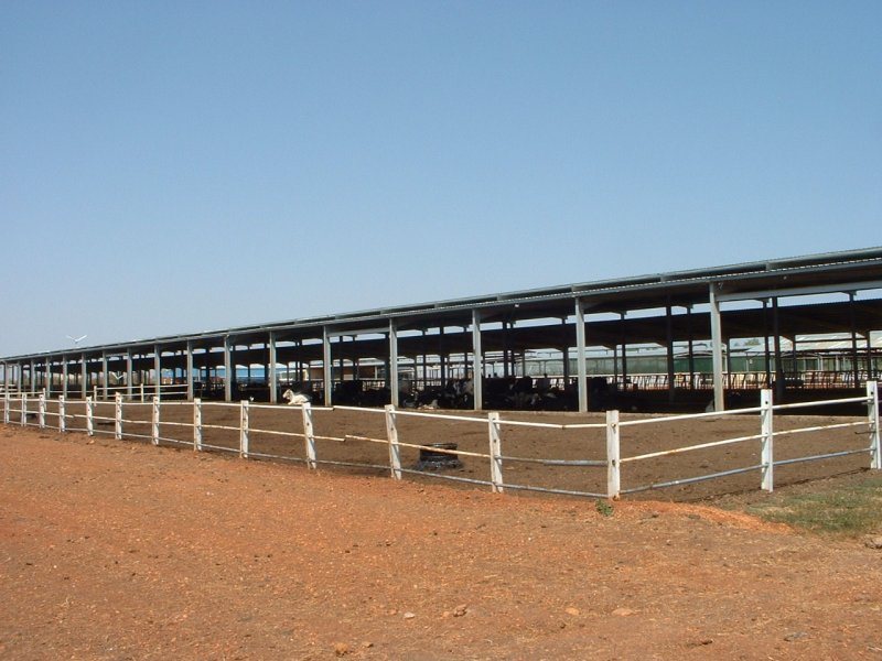 Sudan, DFP 1200 cows