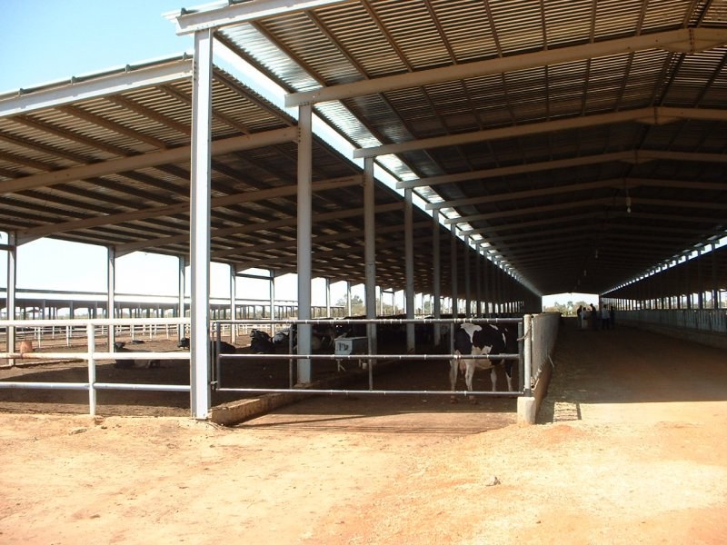 Sudan, DFP 1200 cows