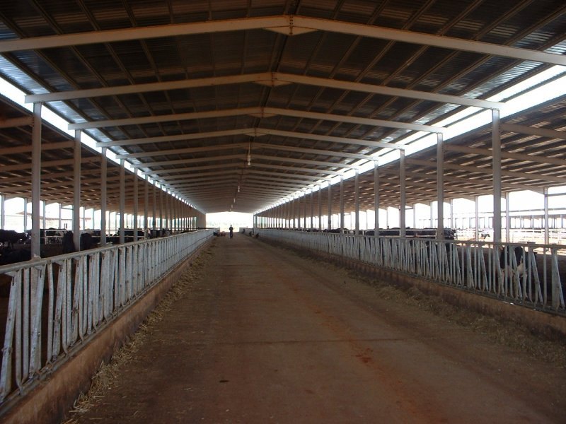 Sudan, DFP 1200 cows