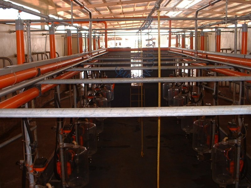 Sudan, DFP 1200 cows