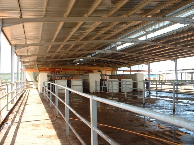 Sudan, DFP 1200 cows