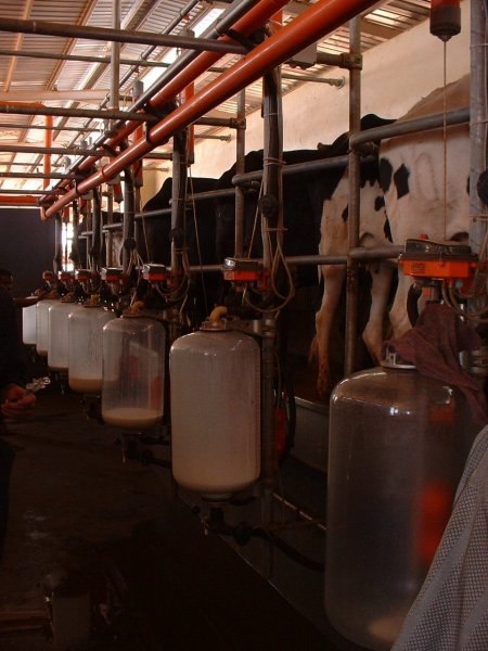 Sudan, DFP 1200 cows