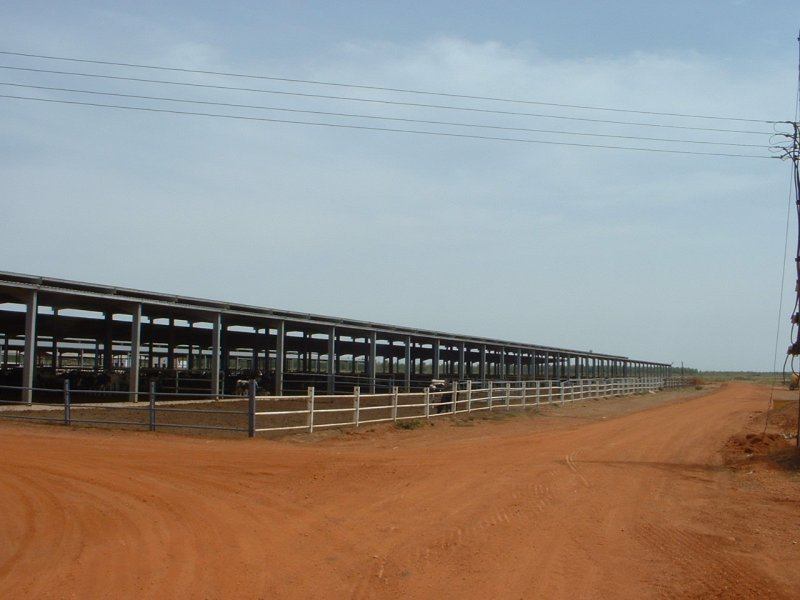 Sudan, DFP 1200 cows