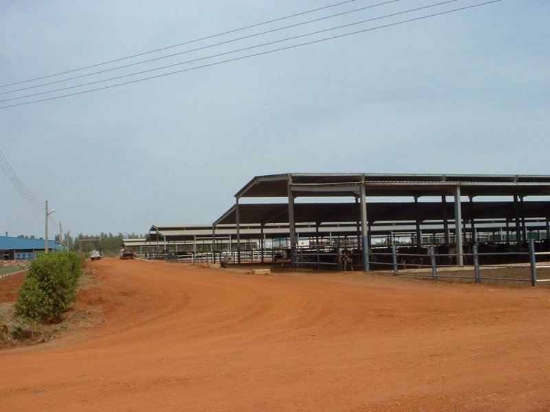 Sudan, DFP 1200 cows