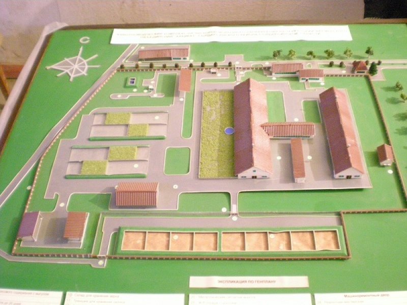 Uzbekistan, DFP 500 cows