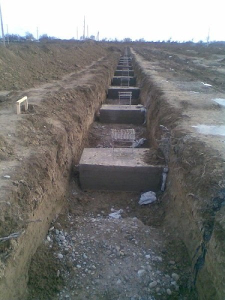 Uzbekistan, DFP 500 cows