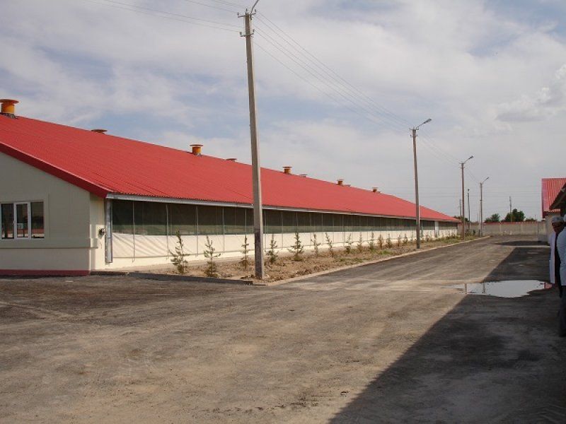 Uzbekistan, DFP 500 cows