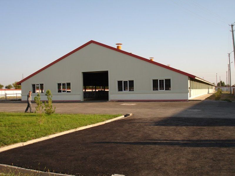 Uzbekistan, DFP 500 cows