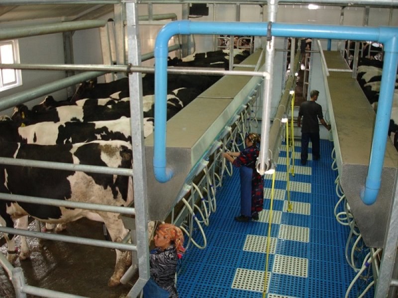 Uzbekistan, DFP 500 cows