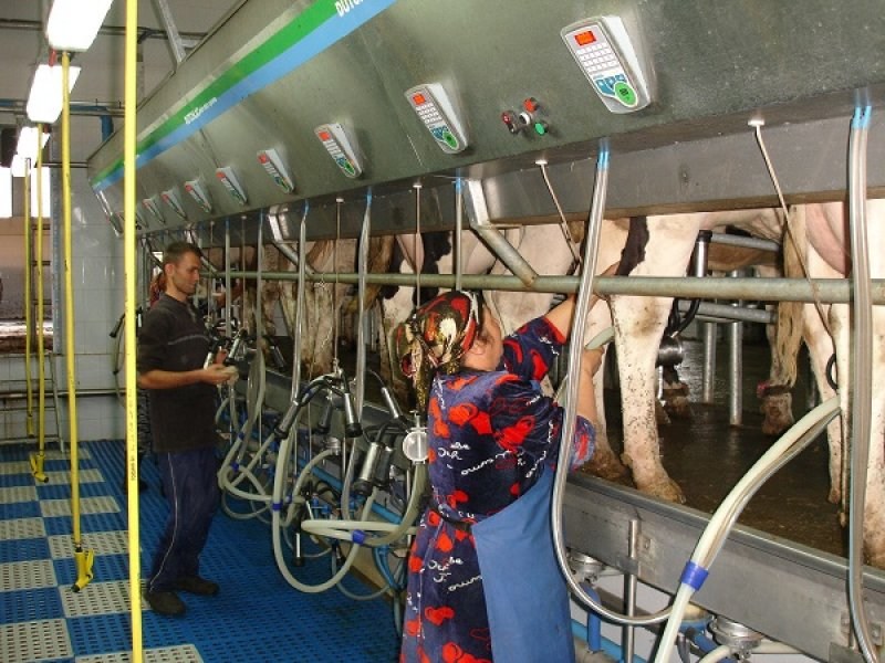 Uzbekistan, DFP 500 cows